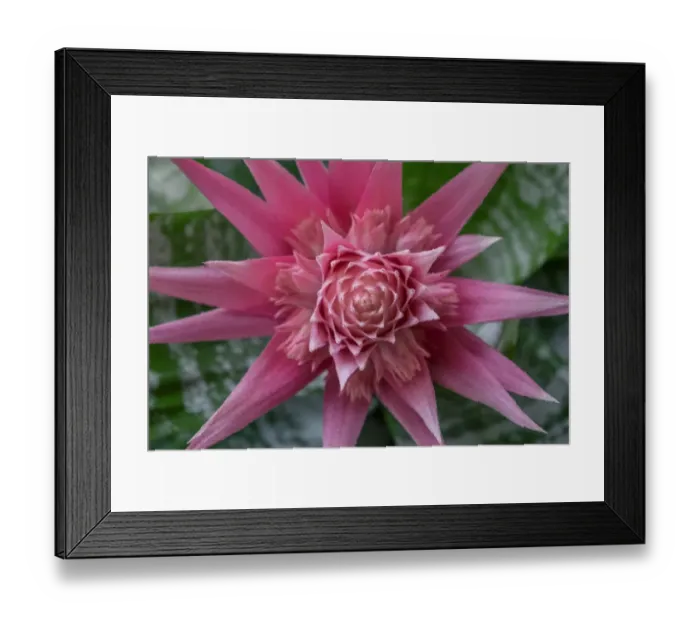 Framed Print : Urn plant, Living vase