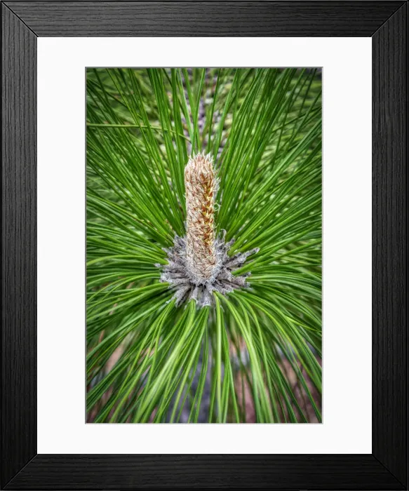 Framed Print : Longleaf Pine