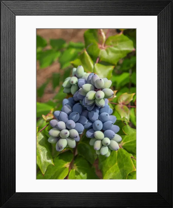 Framed Print : Leatherleaf mahonia Framed Print : Leatherleaf mahonia