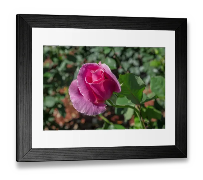 Framed Print : Pink rose