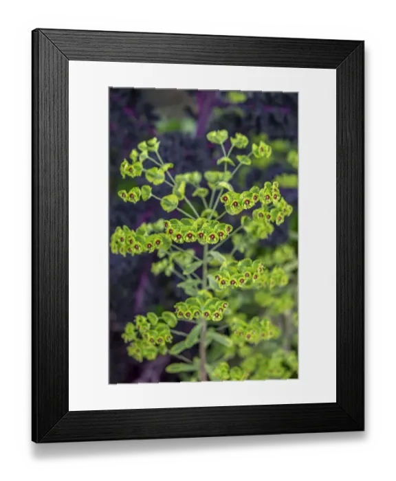 Framed Print : Leafy Spurge