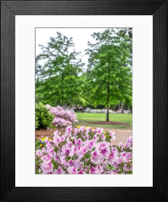 Framed Print : Pink Azalea, Pinehurst, North Carolina
