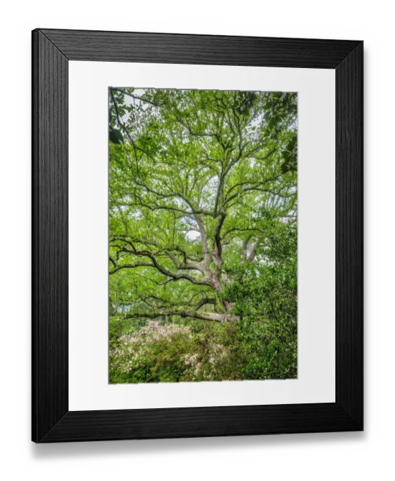 Framed Print : Southern Live Oak tree Framed Print : Southern Live Oak tree
