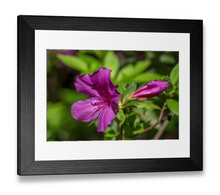 Framed Print : Pink Azalea Framed Print : Pink Azalea