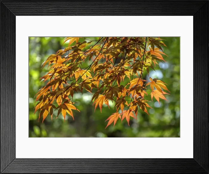 Framed Print : Japanese Maple leaves