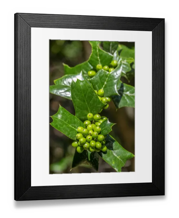 Framed Print : Chinese Holly Framed Print : Chinese Holly