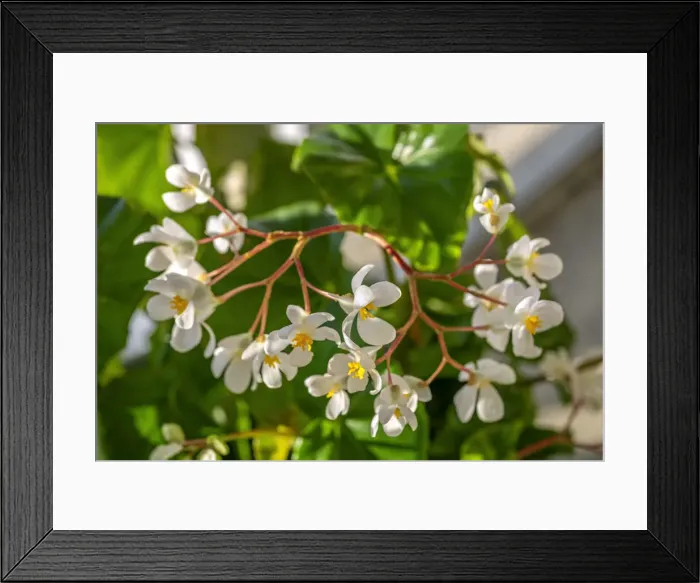 Framed Print : Begonia Framed Print : Begonia