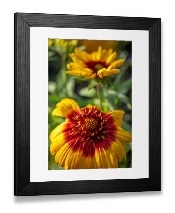 Framed Print : Blanketflower Framed Print : Blanketflower