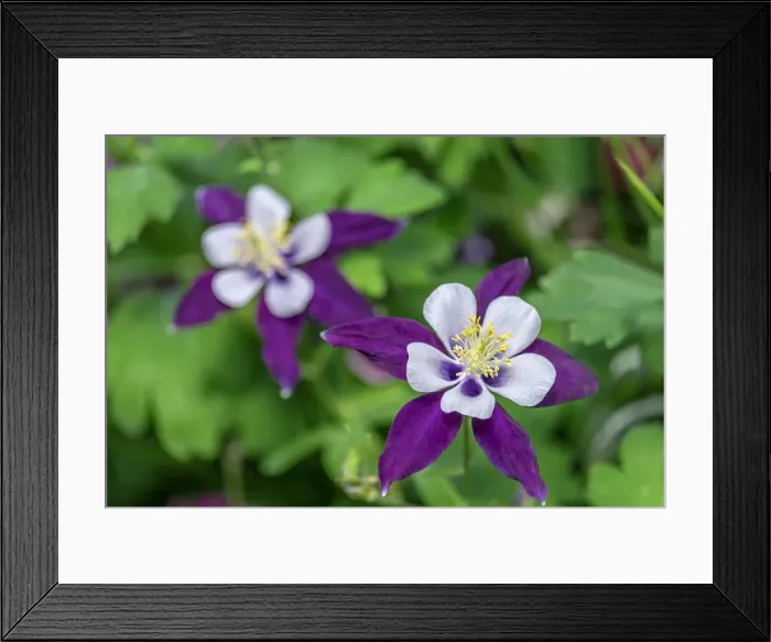 Framed Print : Colorado Blue Columbine Framed Print : Colorado Blue Columbine