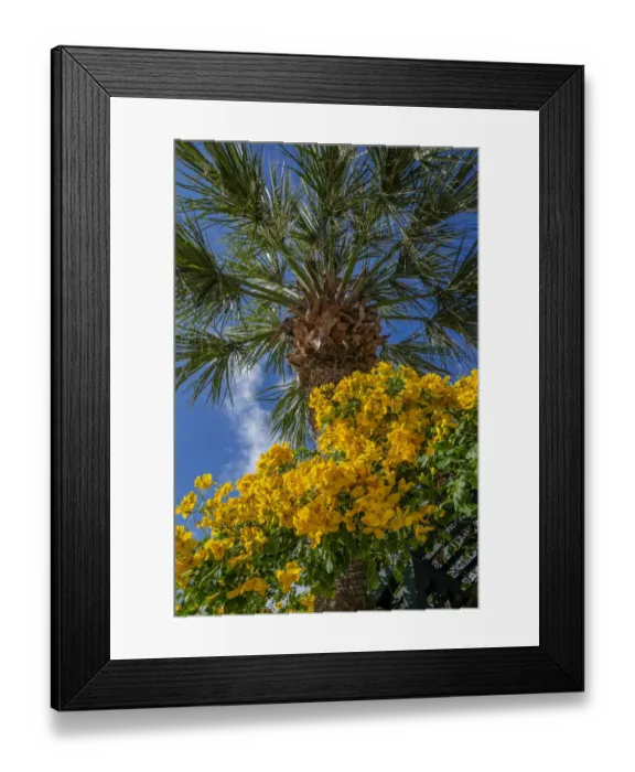 Framed Print : Yellow Christmas bush