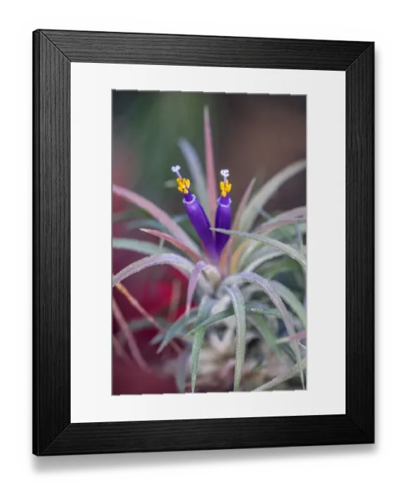 Framed Print : Blushing bride Sky plant