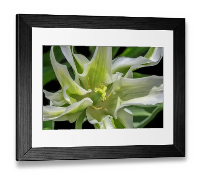 Framed Print : Variegated tulip Framed Print : Variegated tulip