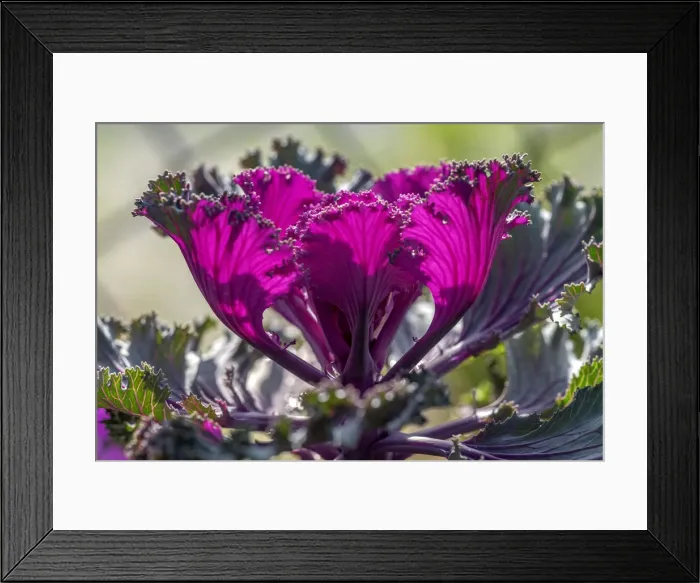 Framed Print : Red kale Framed Print : Red kale