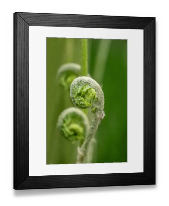 Framed Print : Cinnamon fern fiddleheads Framed Print : Cinnamon fern fiddleheads