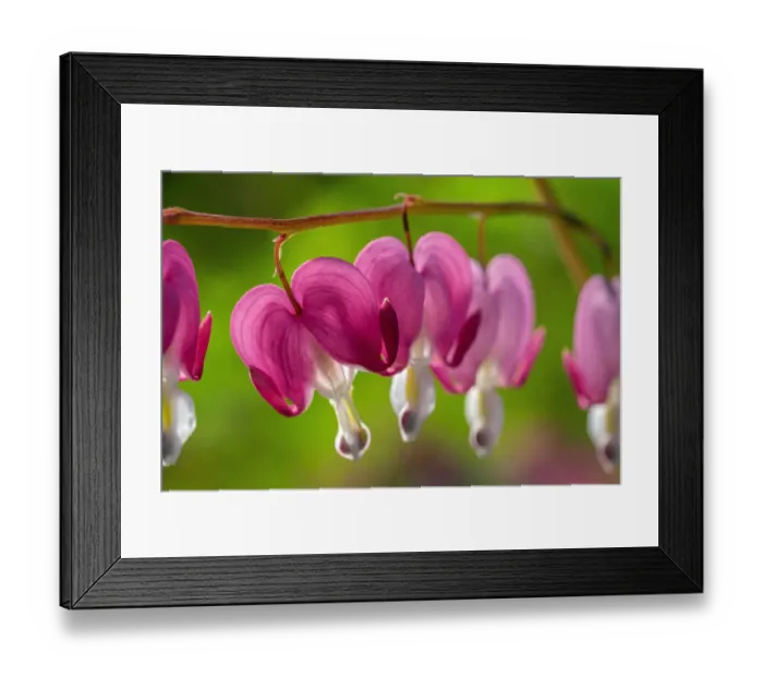 Framed Print : Bleeding Heart Framed Print : Bleeding Heart