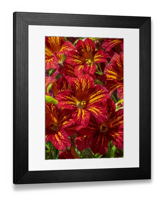 Framed Print : Painted tongue flower Framed Print : Painted tongue flower