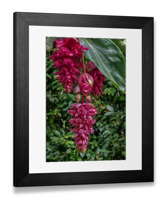 Framed Print : Rose Grape, Showy Medinilla Framed Print : Rose Grape, Showy Medinilla