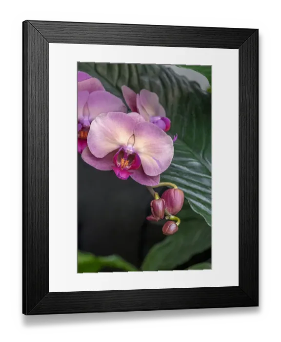 Framed Print : Moon Orchid