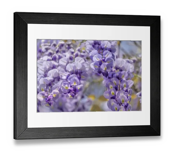 Framed Print : Wisteria Sinensis