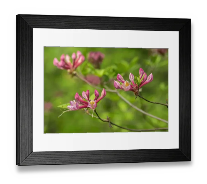 Framed Print : Coast Azalea