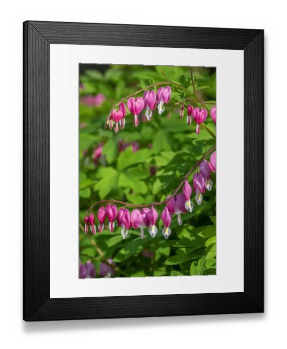 Framed Print : Bleeding Heart Framed Print : Bleeding Heart