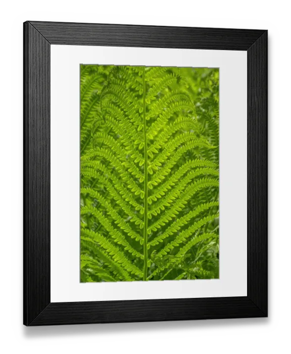 Framed Print : Ostrich fern