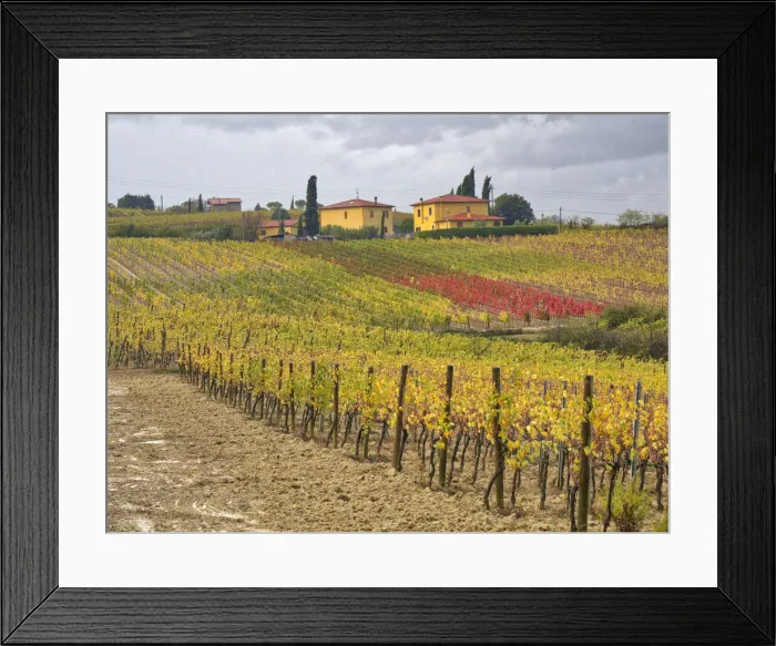 Framed Print : Italy, Tuscany. Colorful vineyard with autumn colors below yellow homes in Tuscany