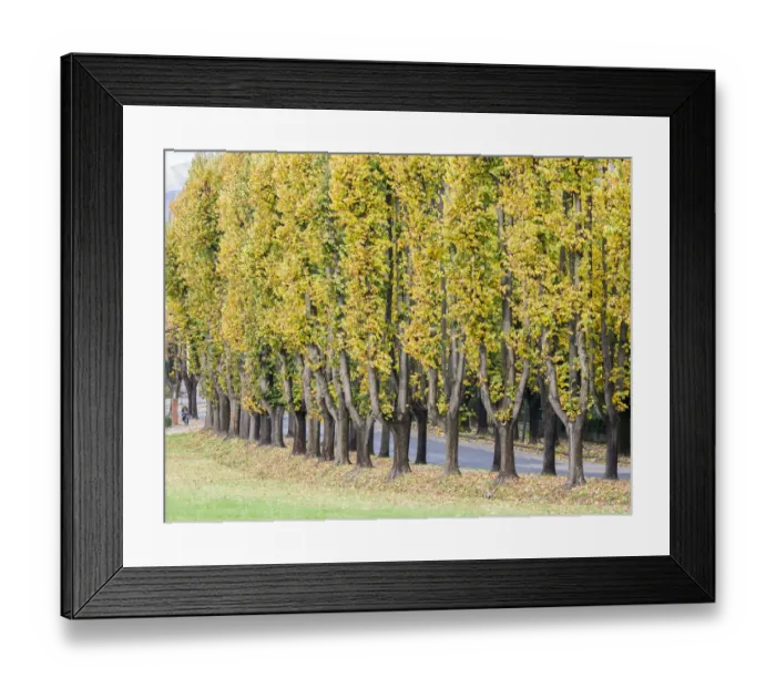 Framed Print : Italy, Tuscany. Autumn foliage in tree lined walkway in the Tuscan town of Lucca Framed Print : Italy, Tuscany. Autumn foliage in tree lined walkway in the Tuscan town of Lucca