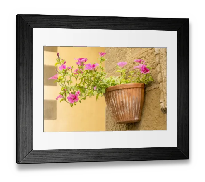 Framed Print : Cortona, Italy. Morning Glories growing in a vase-shaped pot on a stone wall Framed Print : Cortona, Italy. Morning Glories growing in a vase-shaped pot on a stone wall