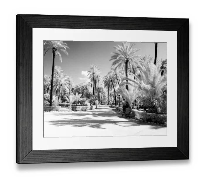 Framed Print : Italy, Sicily, Palermo. Palm trees in the garden Bonanno Palermo