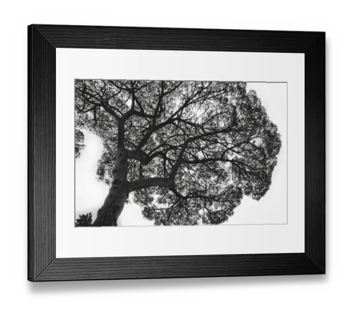 Framed Print : Italy, Rome, maritime pine seen from below Framed Print : Italy, Rome, maritime pine seen from below