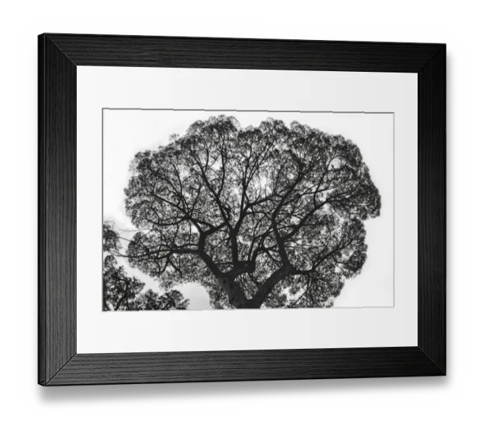 Framed Print : Italy, Rome, maritime pine seen from below