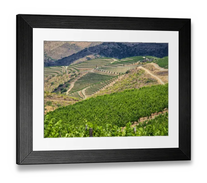 Framed Print : Portugal, Douro Valley. Terraced vineyards lining the hills Framed Print : Portugal, Douro Valley. Terraced vineyards lining the hills