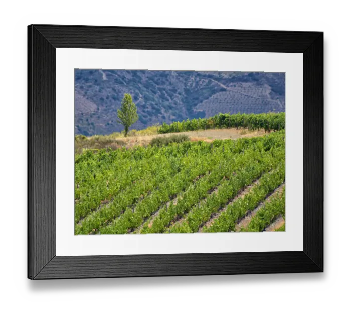 Framed Print : Portugal, Douro Valley. Terraced vineyards lining the hills