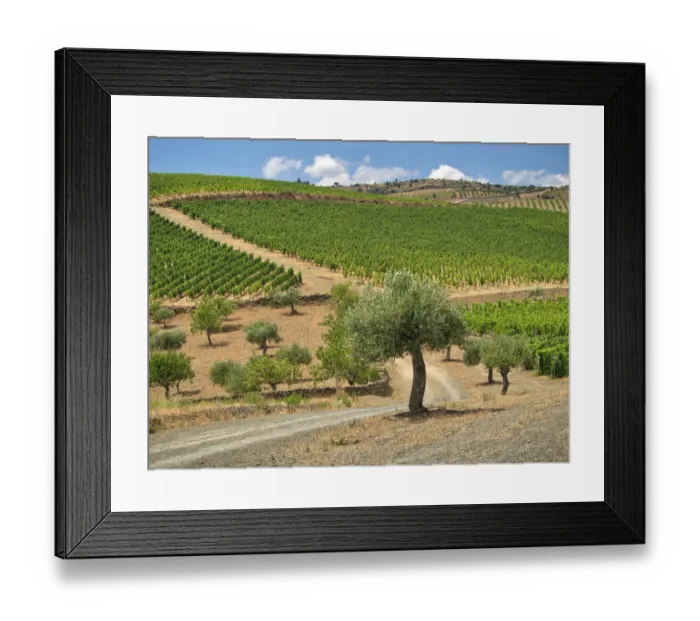 Framed Print : Portugal, Douro Valley. Terraced vineyards lining the hills