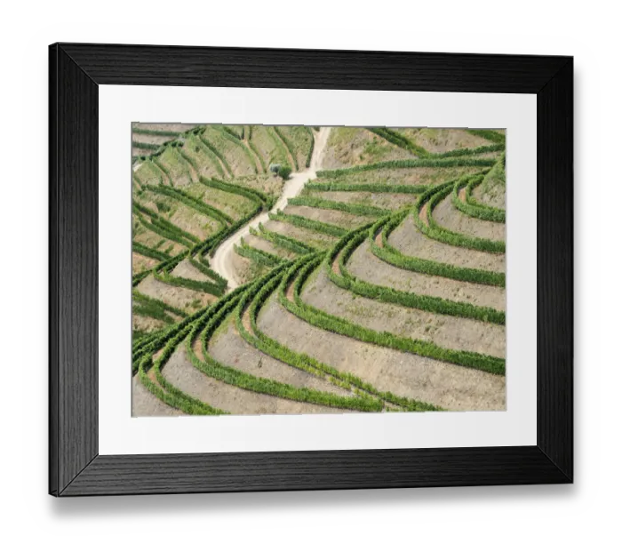 Framed Print : Portugal, Douro Valley. Terraced vineyards lining the hills
