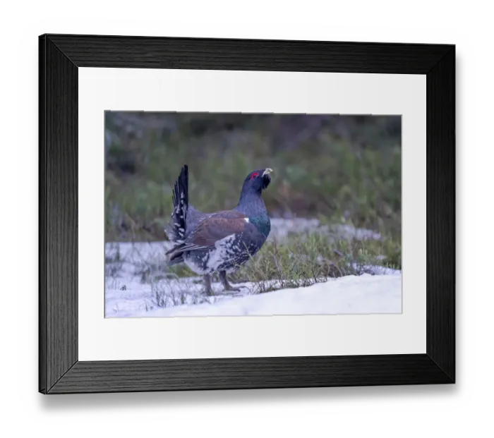 Framed Print : Finland, Northern Ostrobothnia Region, Kuusamo, western capercaillie