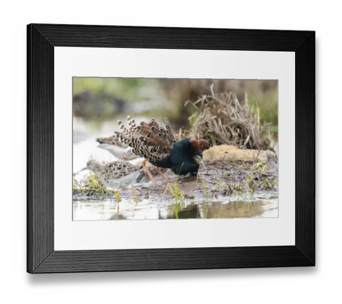 Framed Print : Finland, Northern Ostrobothnia, Oulu, ruff, Philomachus pugnax