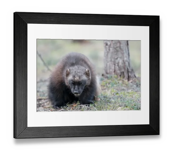 Framed Print : Finland, Northern Karelia Region, Lieksa, wolverine, Gulo gulo. Portrait of a wolverine Framed Print : Finland, Northern Karelia Region, Lieksa, wolverine, Gulo gulo. Portrait of a wolverine