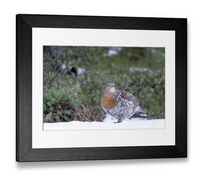 Framed Print : Finland, Northern Ostrobothnia Region, Kuusamo, western capercaillie Framed Print : Finland, Northern Ostrobothnia Region, Kuusamo, western capercaillie
