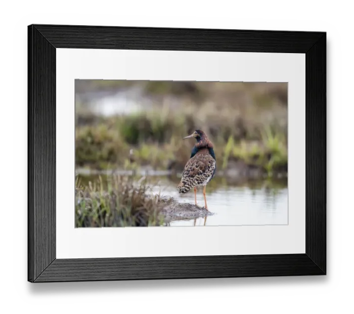 Framed Print : Finland, Northern Ostrobothnia, Oulu, ruff, Philomachus pugnax