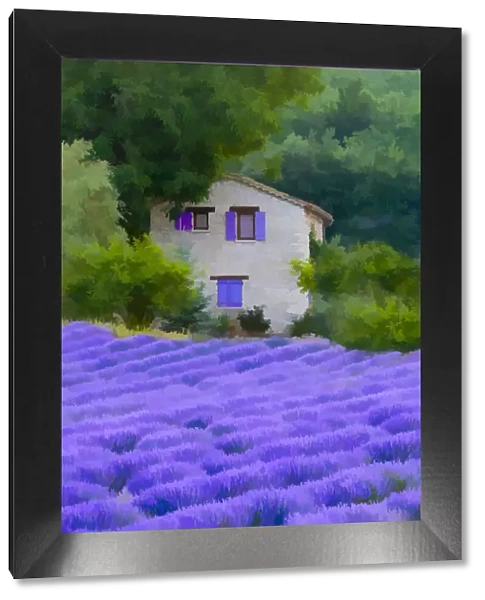 Europe, France, Provence. Abstract of farm house and lavender field