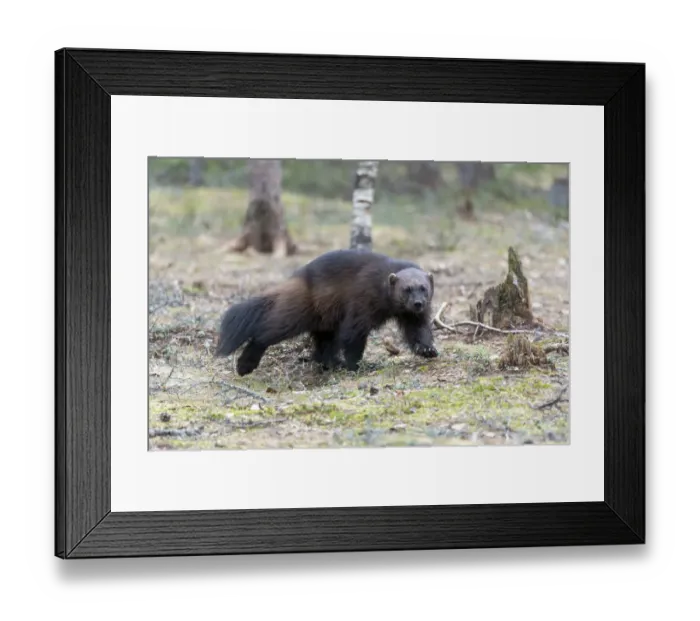 Framed Print : Finland, Northern Karelia Region, Lieksa, wolverine, Gulo gulo