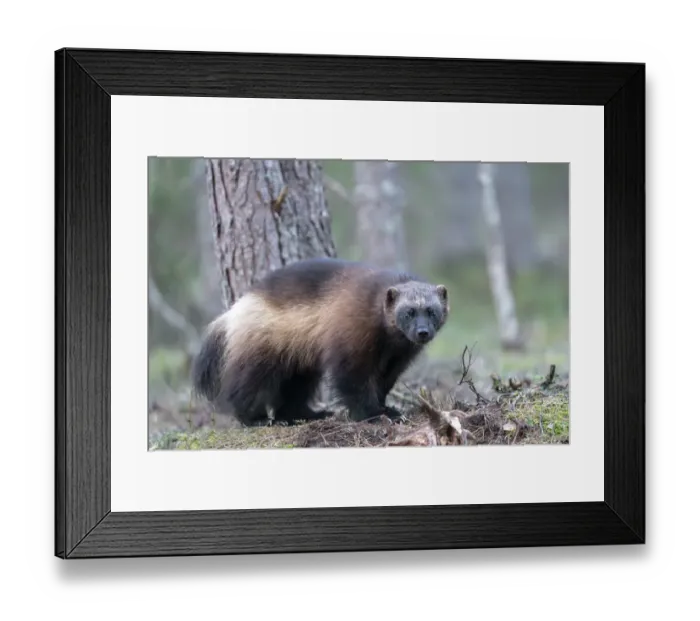 Framed Print : Finland, Northern Karelia Region, Lieksa, wolverine, Gulo gulo. Portrait of a wolverine Framed Print : Finland, Northern Karelia Region, Lieksa, wolverine, Gulo gulo. Portrait of a wolverine