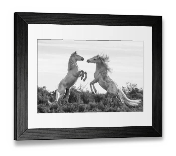 Framed Print : Europe, France, Provence, Camargue. Two stallions fighting Framed Print : Europe, France, Provence, Camargue. Two stallions fighting
