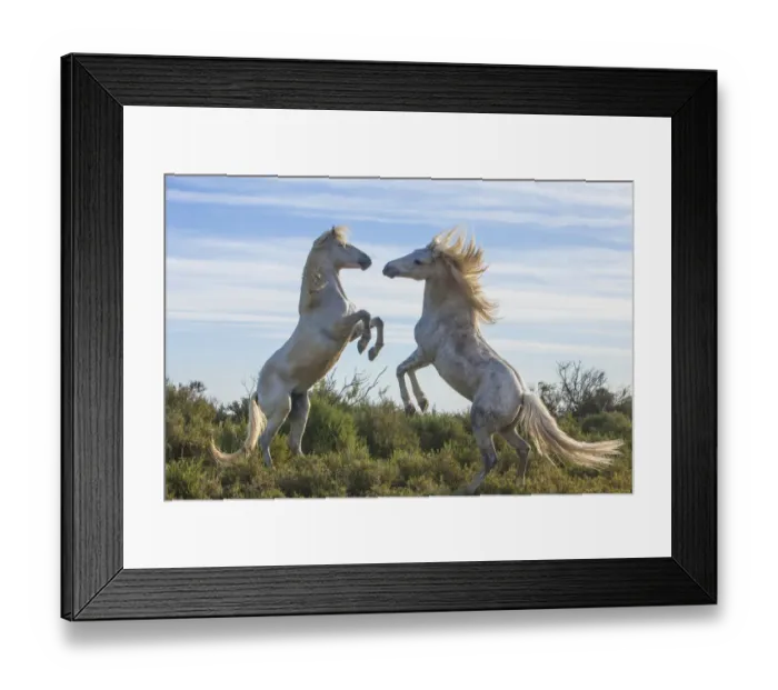 Framed Print : Europe, France, Provence, Camargue. Two stallions fighting Framed Print : Europe, France, Provence, Camargue. Two stallions fighting
