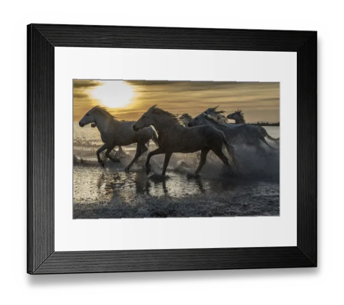Framed Print : Europe, France, Provence, Camargue. Horses running through water at sunrise Framed Print : Europe, France, Provence, Camargue. Horses running through water at sunrise