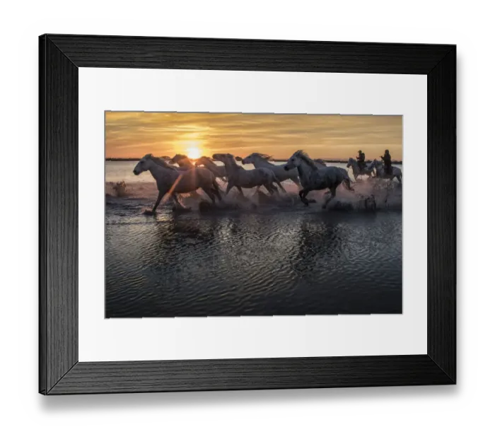 Framed Print : Europe, France, Provence, Camargue. Horses running through marsh at sunrise