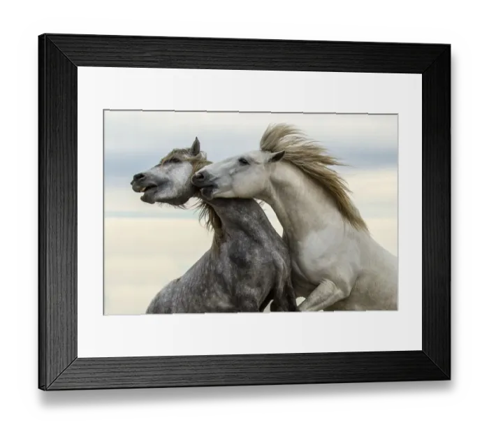 Framed Print : Europe, France, Provence, Camargue. Two stallions fighting