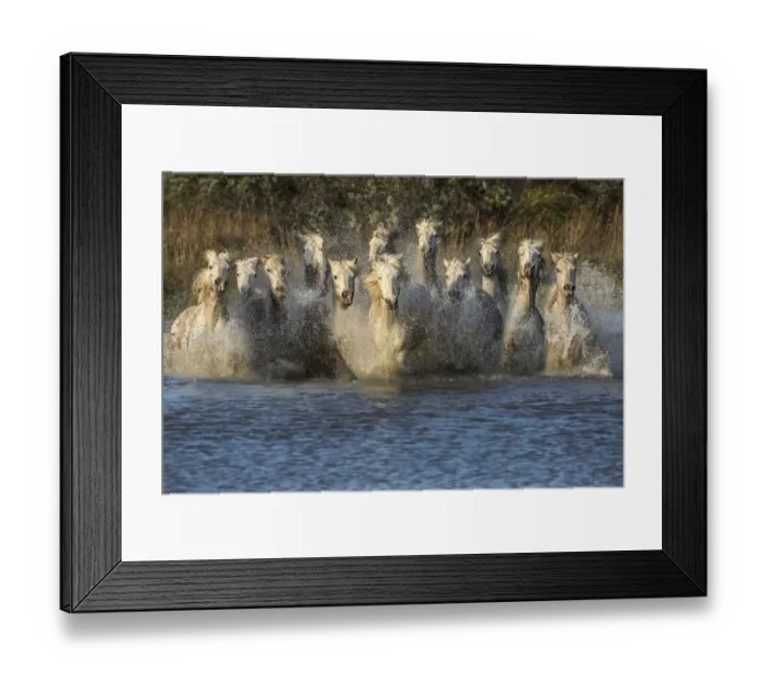 Framed Print : Europe, France, Provence, Camargue. Horses running through water Framed Print : Europe, France, Provence, Camargue. Horses running through water
